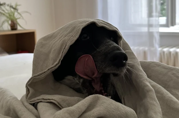 üzüm peeking out from a blanket