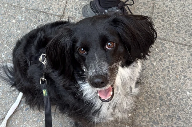 üzüm looking up during a walk