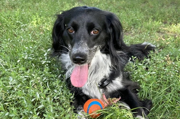 üzüm in the grass with the orange and blue ball