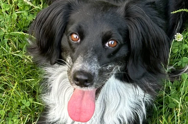 üzüm resting in the grass