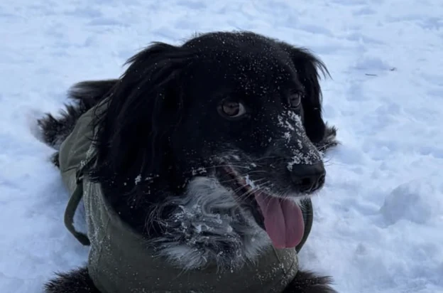 üzüm with snow on the nose