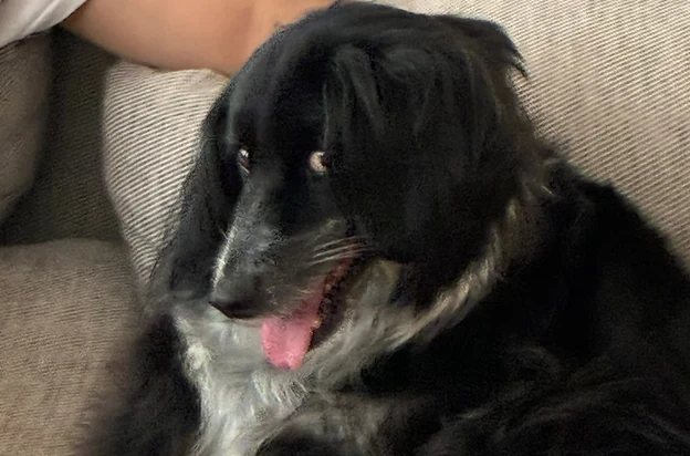üzüm sitting on the sofa