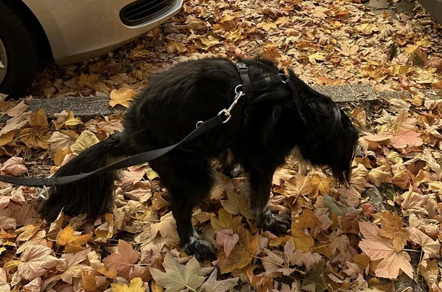 üzüm among autumn leaves